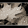 Leaves with water droplets