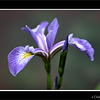 Purple Iris