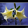 Twin flowers taken in Nakuru, Kenya